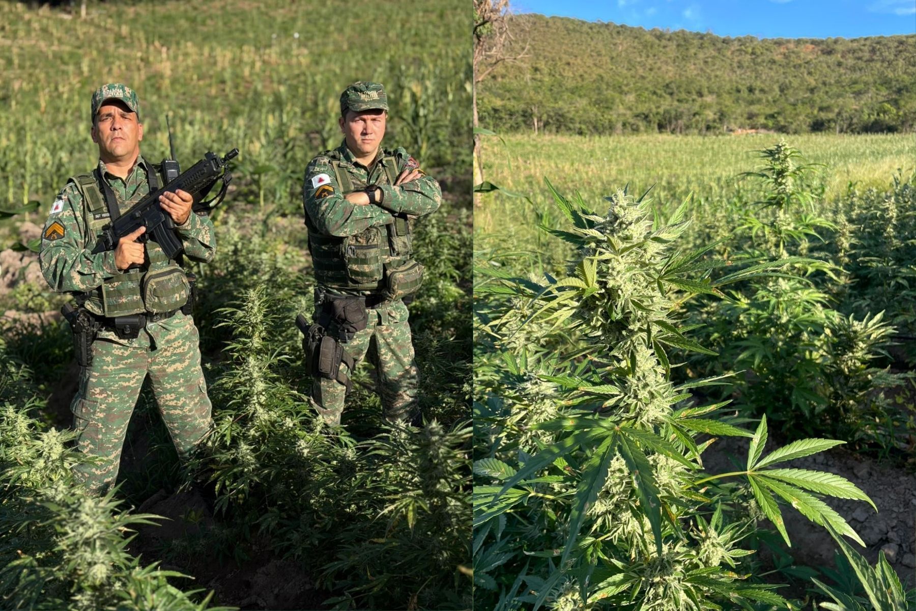 Polícia encontra plantação com cerca de 30 mil pés de maconha no interior de Minas