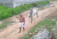 Homem é arremessado após ataque de boi solto em rua do interior de Pernambuco; vídeo