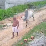 Homem é arremessado após ataque de boi solto em rua do interior de Pernambuco; vídeo