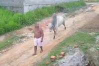 Homem é arremessado após ataque de boi solto em rua do interior de Pernambuco; vídeo