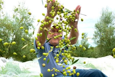 Lucídio Goelzer, fundador da Estância das Oliveiras • Estância das Oliveiras/ Divulgação