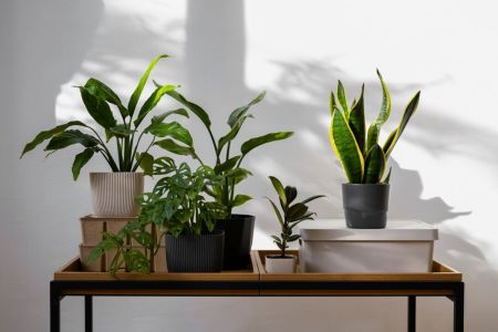 Jardim interno