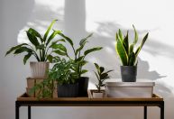 As três plantas de interior que crescem na água e decoram a sua casa