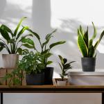As três plantas de interior que crescem na água e decoram a sua casa