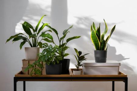 Jardim interno