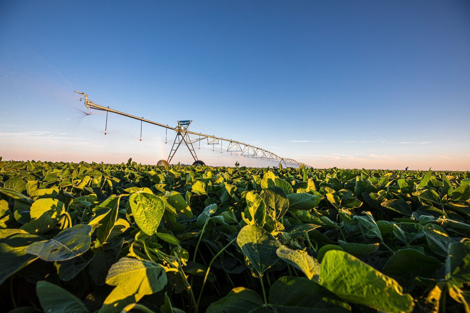 Ferramentas digitais podem reduzir em até 35% uso de água na irrigação