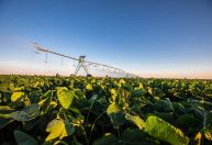 Ferramentas digitais podem reduzir em até 35% uso de água na irrigação