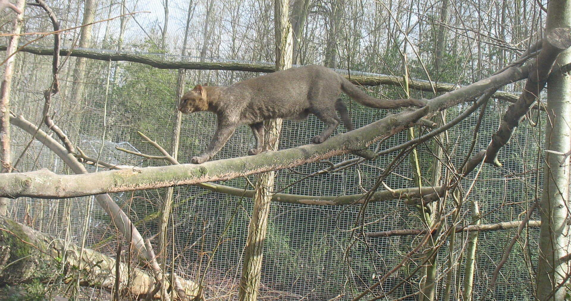 Jaguarundi é flagrado predando duas espécies em bioma pela primeira vez por estudo
