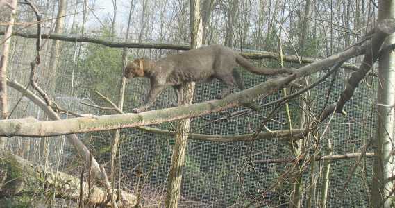 Jaguarundi em zoológico na França