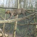 Jaguarundi é flagrado predando duas espécies em bioma pela primeira vez