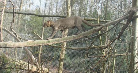 Jaguarundi em zoológico na França