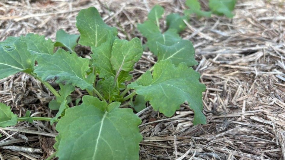 Canola avança no RS com tempo seco; trigo deve perder área em 2026