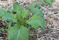 Canola avança no RS com tempo seco; trigo deve perder área em 2026