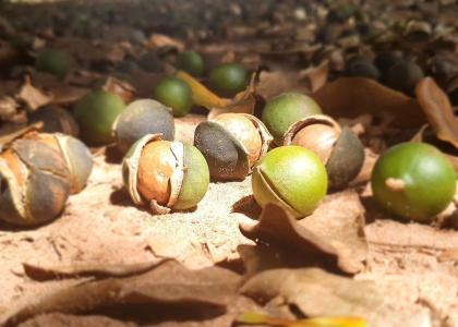 Macadamia