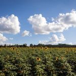 Mapa atualiza Zarc do girassol com nova metodologia de risco climático