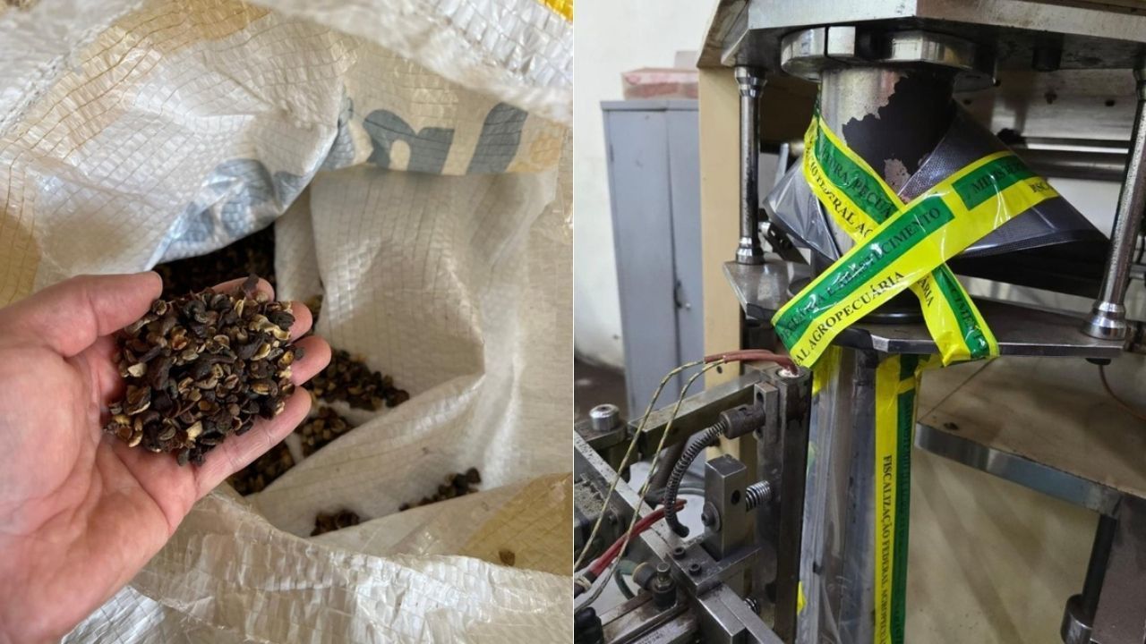 Maior parte das apreensões em operação contra café adulterado era de matéria-prima; entenda
