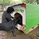 Prefeitura instala casinhas pet para cães e gatos em praça; saiba mais