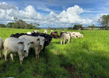 PAsto / vaca/ gado