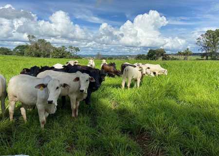 PAsto / vaca/ gado