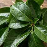 Planta mágica? Conheça a hortaliça que ajuda os ossos e músculos e ainda é fácil de cultivar