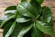 Planta mágica? Conheça a hortaliça que ajuda os ossos e músculos e ainda é fácil de cultivar