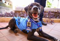 Projeto leva ‘cão servidor’ a escolas e combate maus-tratos com educação infantil