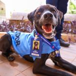 Projeto leva ‘cão servidor’ a escolas e combate maus-tratos com educação infantil