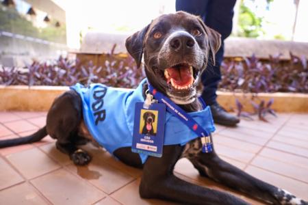 Cachorro preto de porte médio com uniforme azul e crachá com as palavras "cão servidor"