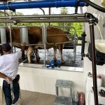 Alta do leite em Minas Gerais chega a 11,58% em abril