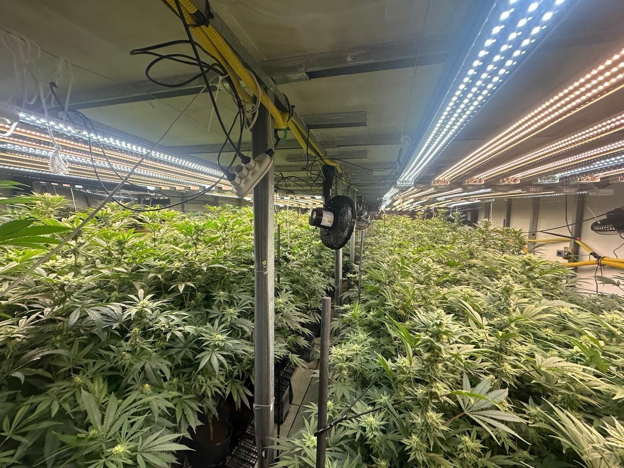 Polícia Civil descobre plantação de maconha dentro de edifício na Grande SP