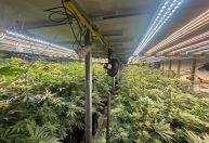 Polícia Civil descobre plantação de maconha dentro de edifício na Grande SP