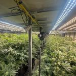 Polícia Civil descobre plantação de maconha dentro de edifício na Grande SP