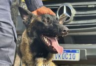 Guarda Municipal de Ouro Preto recebe cão operacional treinado em parceria com Barbacena
