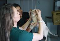 Órgão alerta para riscos de ‘vacina anti-cio’ para pets; saiba quais são