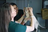 Órgão alerta para riscos de ‘vacina anti-cio’ para pets; saiba quais são