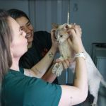 Órgão alerta para riscos de ‘vacina anti-cio’ para pets; saiba quais são
