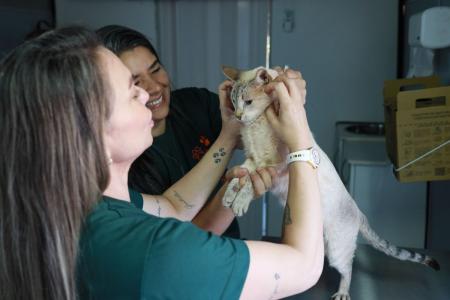 Gata de cor clara ganhando carinho de duas profissionais veterinárias