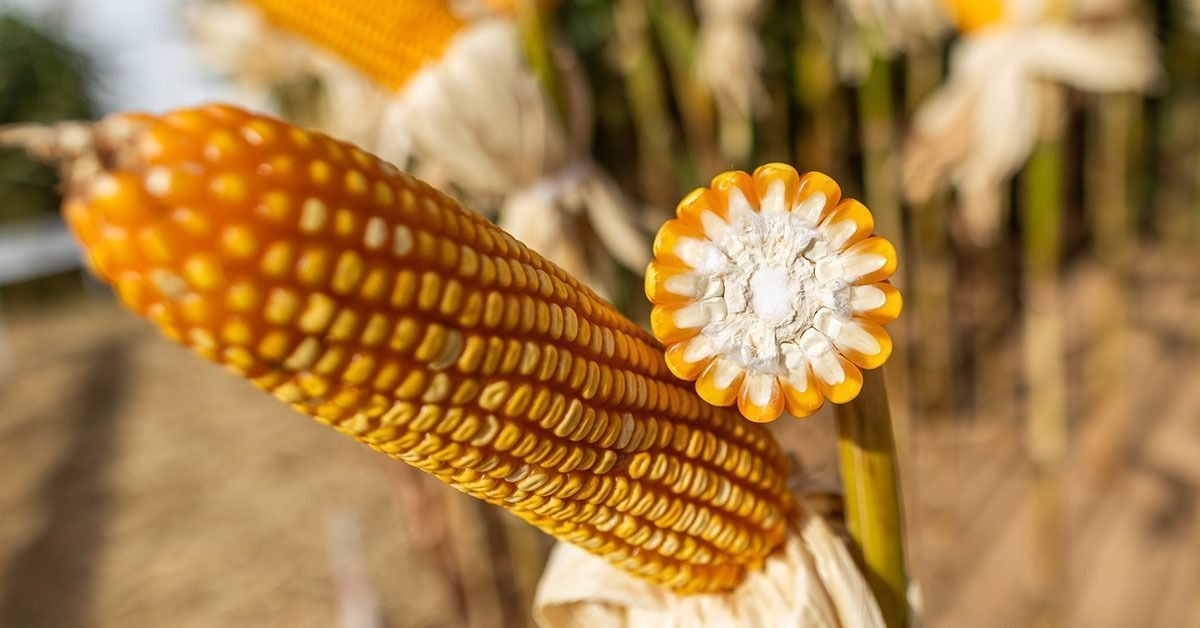 Estiagem, custos e incertezas globais desafiam produtores de milho em Minas Gerais