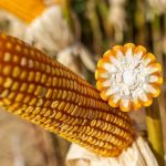 Estiagem, custos e incertezas globais desafiam produtores de milho em Minas Gerais