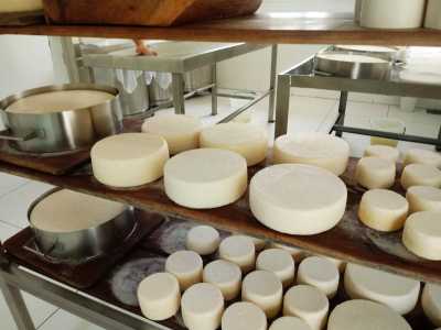 Em sua 8ª edição, o Festival do Queijo Artesanal de Minas celebra a valorização do setor desde o tradicional Serro ao estreante Vale do Suaçuí • Divulgação FQAM