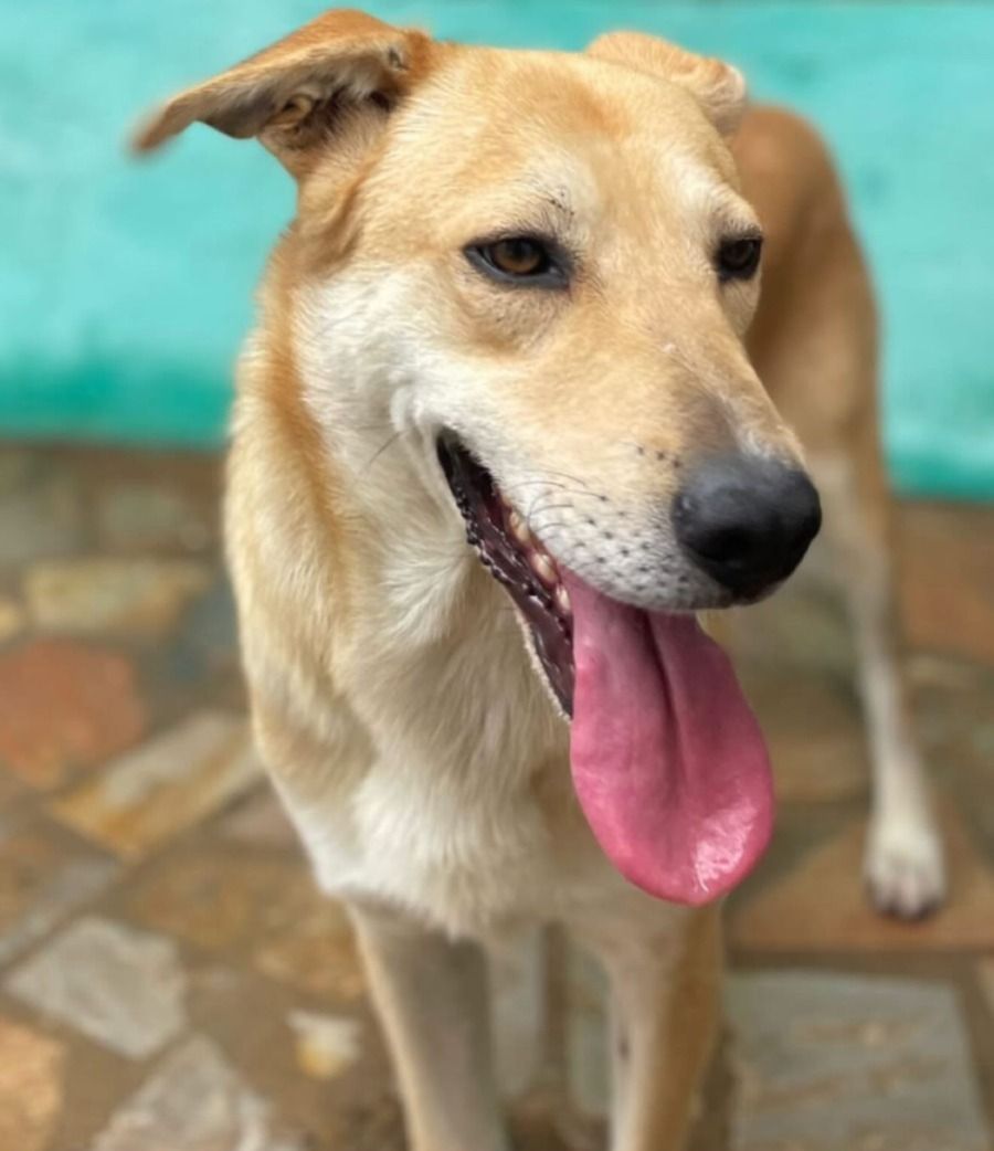 Cão é morto a tiros após fugir de sítio em distrito de Mariana