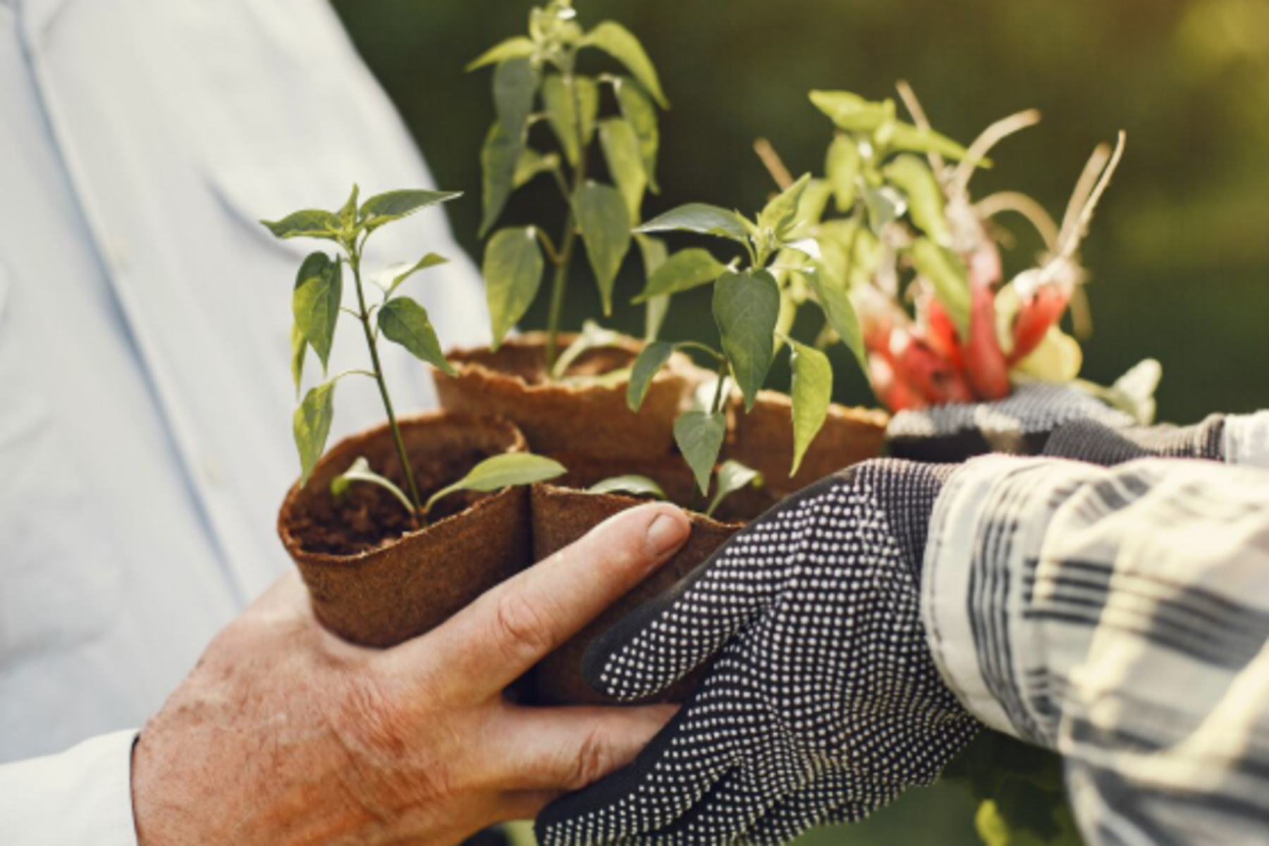 Tecnologia e sustentabilidade fortalecem Brasil como potência do agro