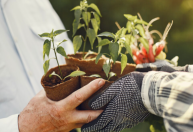 Tecnologia e sustentabilidade fortalecem Brasil como potência do agro