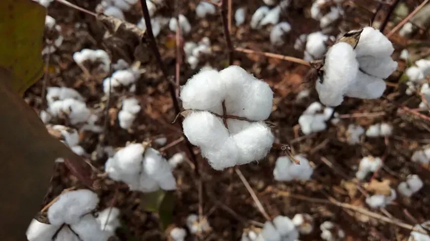 Alta no mercado externo impulsiona vendas de algodão no Mato Grosso