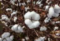 Alta no mercado externo impulsiona vendas de algodão no Mato Grosso