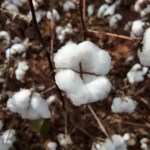 Alta no mercado externo impulsiona vendas de algodão no Mato Grosso