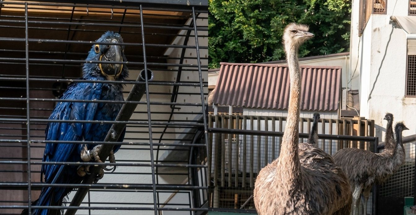Operação Tráfico Digital apreende 160 animais silvestres na Grande BH