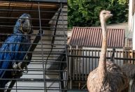 Operação Tráfico Digital apreende 160 animais silvestres na Grande BH