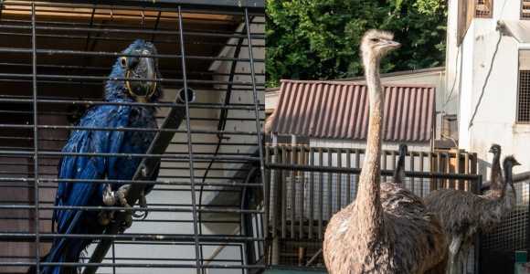 Animais estavam em um rancho localizado em um condomínio de Ribeirão das Neves