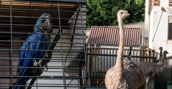 Animais estavam em um rancho localizado em um condomínio de Ribeirão das Neves